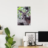 Red Kangaroo Poster (Heimbüro)