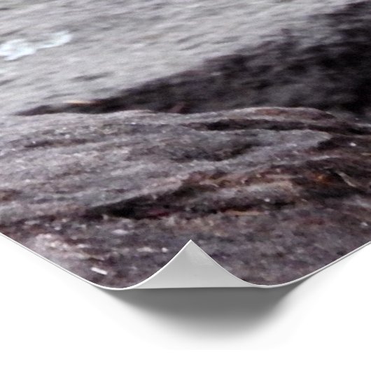 Red Kangaroo Poster (Ecke)