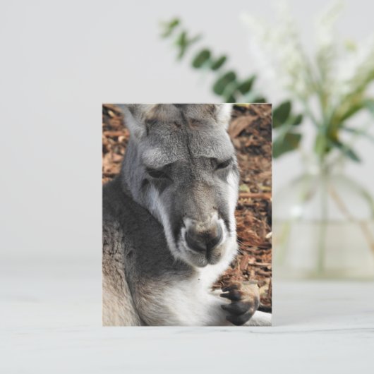 Red Kangaroo Postkarte (Stehend Vorderseite)