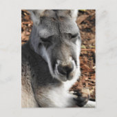 Red Kangaroo Postkarte (Vorderseite)