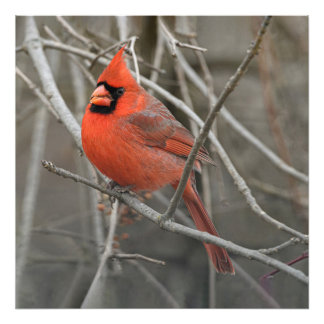 Red Kardinal Bird Fotodruck