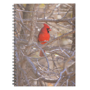 Red Kardinal Bird im Tree Notebook Journal Notizblock