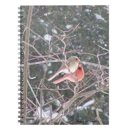 Red Kardinal Bird Notizblock (Vorderseite)