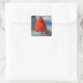 Red Kardinal Bird Quadratischer Aufkleber (Tasche)