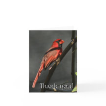 Red Kardinal Bird Vielen Dank Note Card
