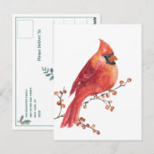 Red Kardinal Eating Winter Ilex Berries Postkarte (Vorne/Hinten)