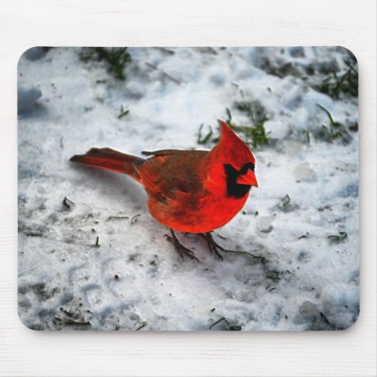 Red Kardinal Feathers and Plumage Mousepad (Vorne)