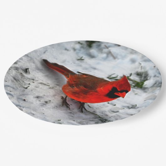 Red Kardinal Feathers and Plumage Pappteller (Schrägansicht)