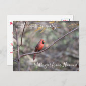 Red Kardinal Messenger aus dem Himmel Beileid Postkarte (Vorne/Hinten)