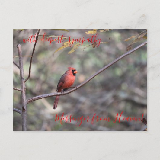Red Kardinal Messenger aus Heaven Beileid Postca Postkarte (Vorderseite)