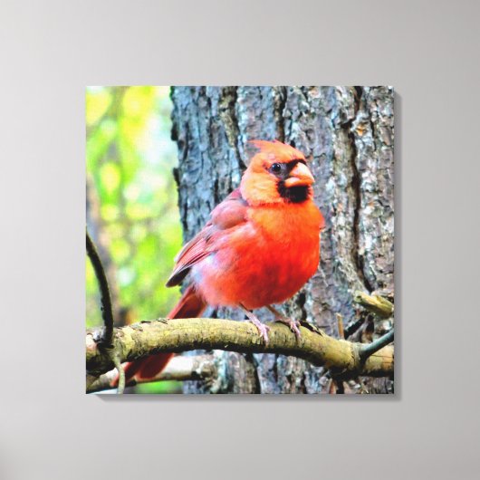 Red Kardinal Summer Square Print Leinwanddruck (Vorderseite)