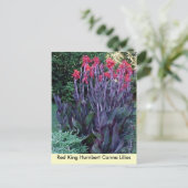 Red King Humbert Canna Lilies Postkarte (Stehend Vorderseite)