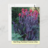 Red King Humbert Canna Lilies Postkarte (Vorne/Hinten)
