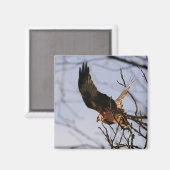 Red Kite hebt Magnet ab (Vorderseite/Rückseite)