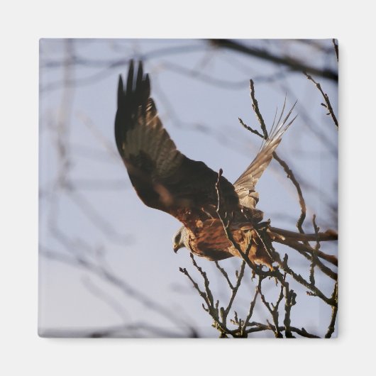 Red Kite hebt Magnet ab (Vorne)
