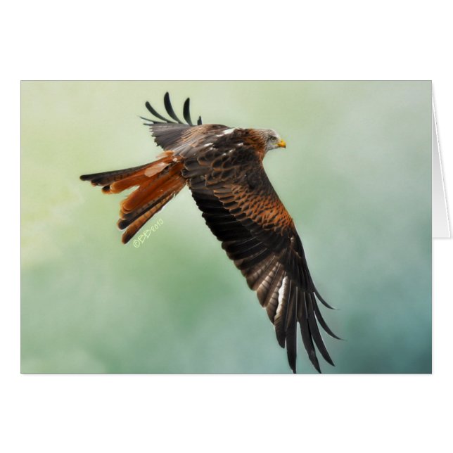 Red Kite in Flight (Vorderseite (Horizontal))