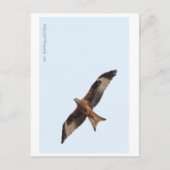 Red Kite in Sky Postkarte (Vorderseite)