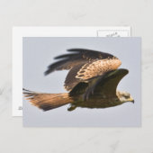 Red Kite Postcard Postkarte (Vorne/Hinten)