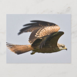 Red Kite Postcard Postkarte