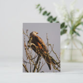 Red Kite Postcard Postkarte (Stehend Vorderseite)