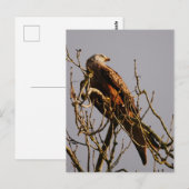 Red Kite Postcard Postkarte (Vorne/Hinten)