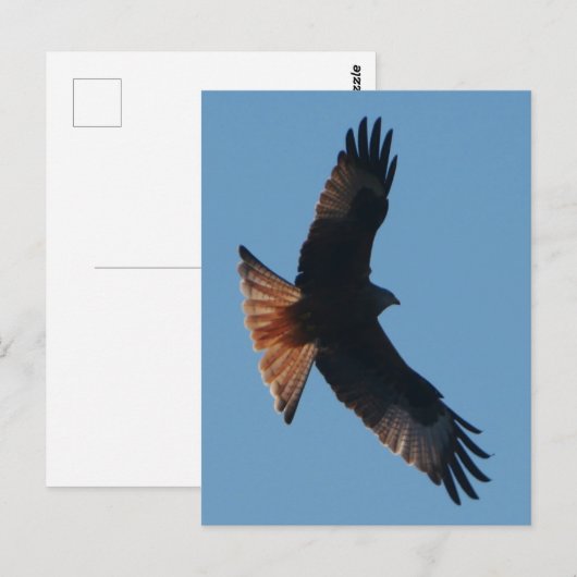Red Kite Postcard Postkarte (Vorne/Hinten)