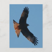 Red Kite Postcard Postkarte (Vorderseite)
