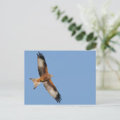 Red Kite Postcard Postkarte (Stehend Vorderseite)