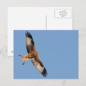 Red Kite Postcard Postkarte (Vorne/Hinten)