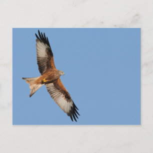 Red Kite Postcard Postkarte