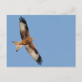 Red Kite Postcard Postkarte (Vorderseite)