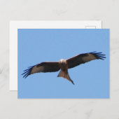 Red Kite Postcard Postkarte (Vorne/Hinten)