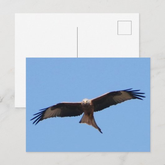 Red Kite Postcard Postkarte (Vorne/Hinten)