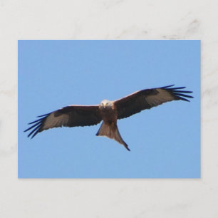 Red Kite Postcard Postkarte