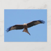 Red Kite Postcard Postkarte (Vorderseite)