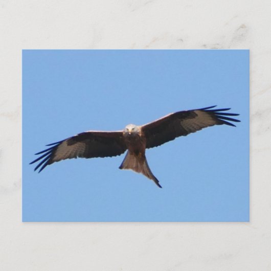 Red Kite Postcard Postkarte (Vorderseite)