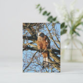 Red Kite Postcard Postkarte (Stehend Vorderseite)