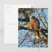 Red Kite Postcard Postkarte (Vorne/Hinten)