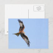 Red Kite Postcard Postkarte (Vorne/Hinten)