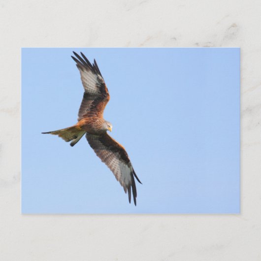 Red Kite Postcard Postkarte (Vorderseite)
