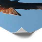 Red Kite Poster (Ecke)