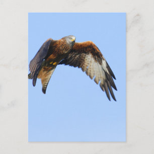 Red Kite Postkarte