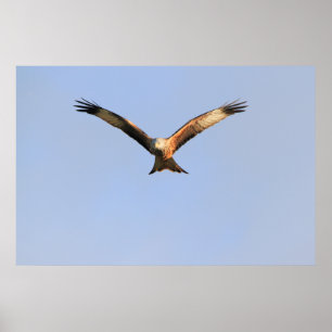 Red Kite Print Poster