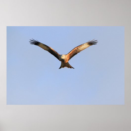 Red Kite Print Poster (Vorne)
