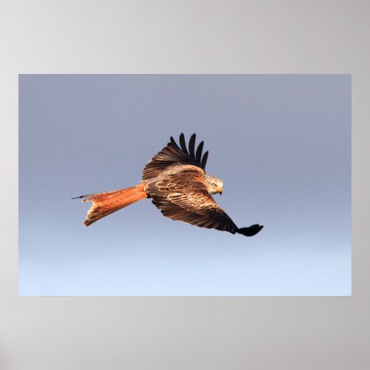 Red Kite Print Poster (Vorne)