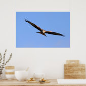 Red Kite Soaring Print Poster (Küche)