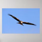 Red Kite Soaring Print Poster (Vorne)