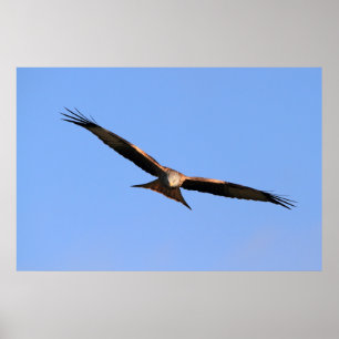 Red Kite Soaring Print Poster