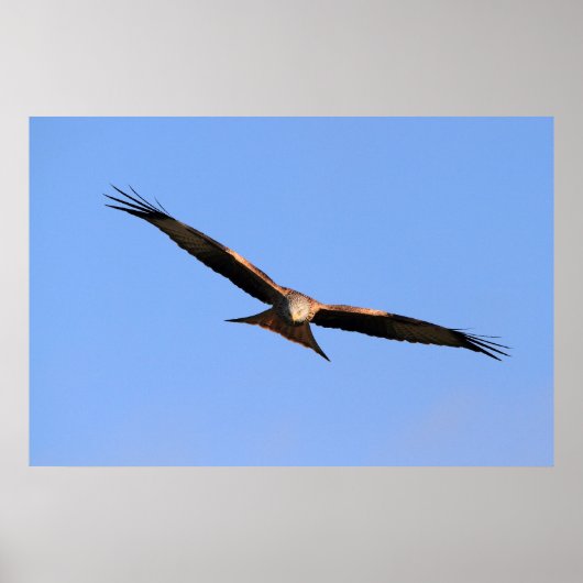 Red Kite Soaring Print Poster (Vorne)