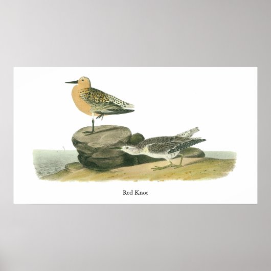 Red Knot, John Audubon Poster (Vorne)